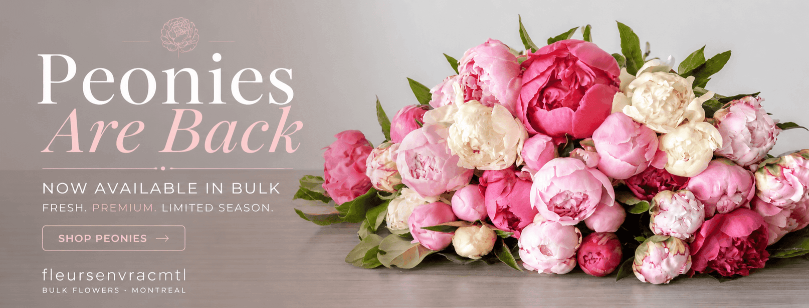 Bulk peonies in Montreal - fresh pink and white peony flowers available in bulk
