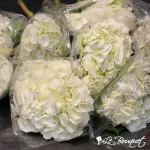 Hortensia blanche (super select)