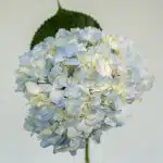 Blue Hydrangea