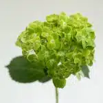 Green (Esmeralda) Hydrangea