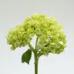 Mini Green Hydrangea