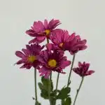 Marguerites