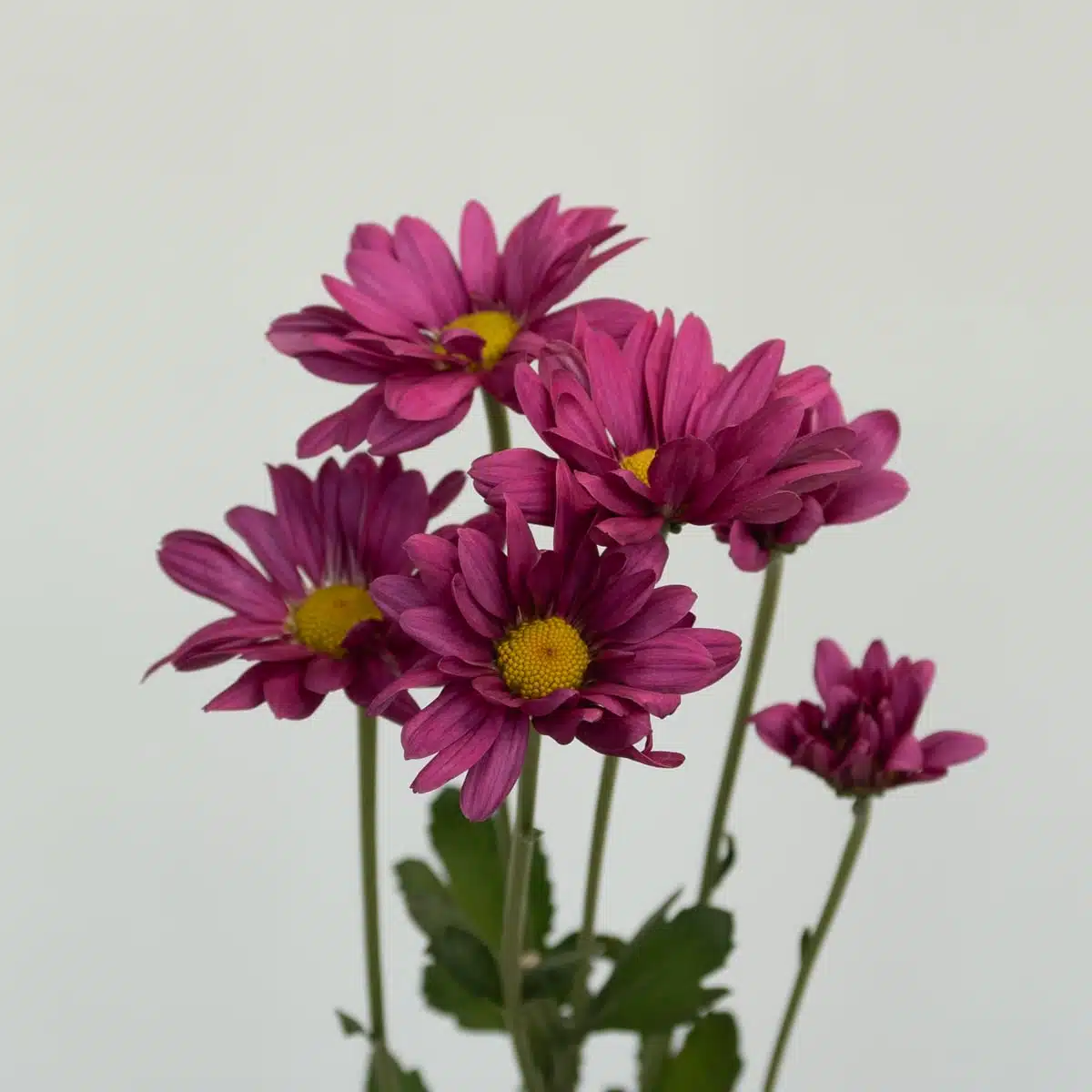 Marguerites