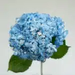 Hortensia bleu éclatant