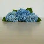 Hortensia bleu éclatant