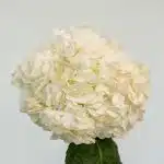 White (Select) Hydrangea