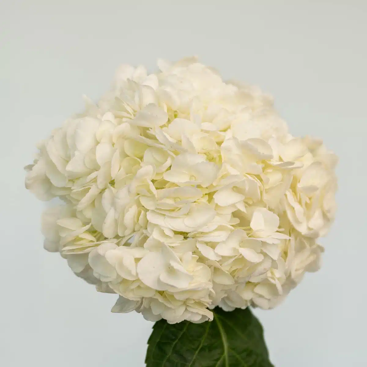 White (Select) Hydrangea