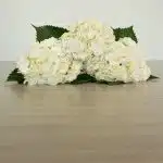 White (Select) Hydrangea