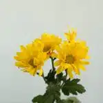Marguerites