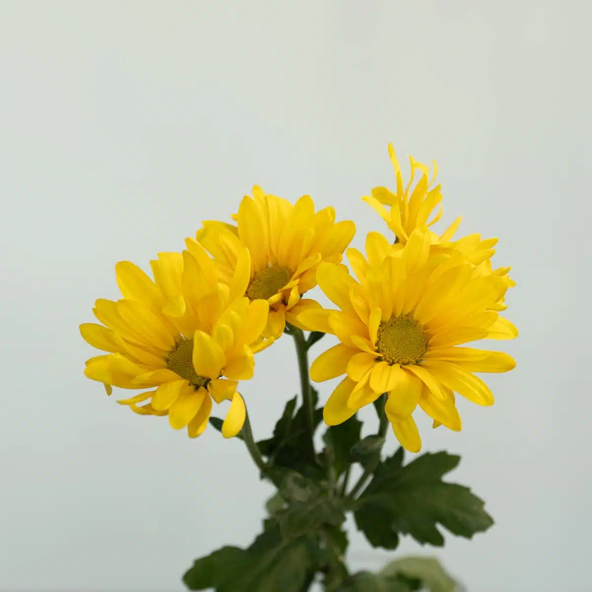 Marguerites
