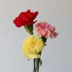 Assorted Carnations
