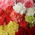Assorted Carnations