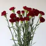 Burgundy Carnations