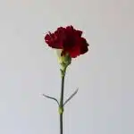 Burgundy Carnations