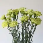 Green Carnations