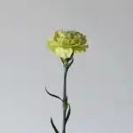 Green Carnations