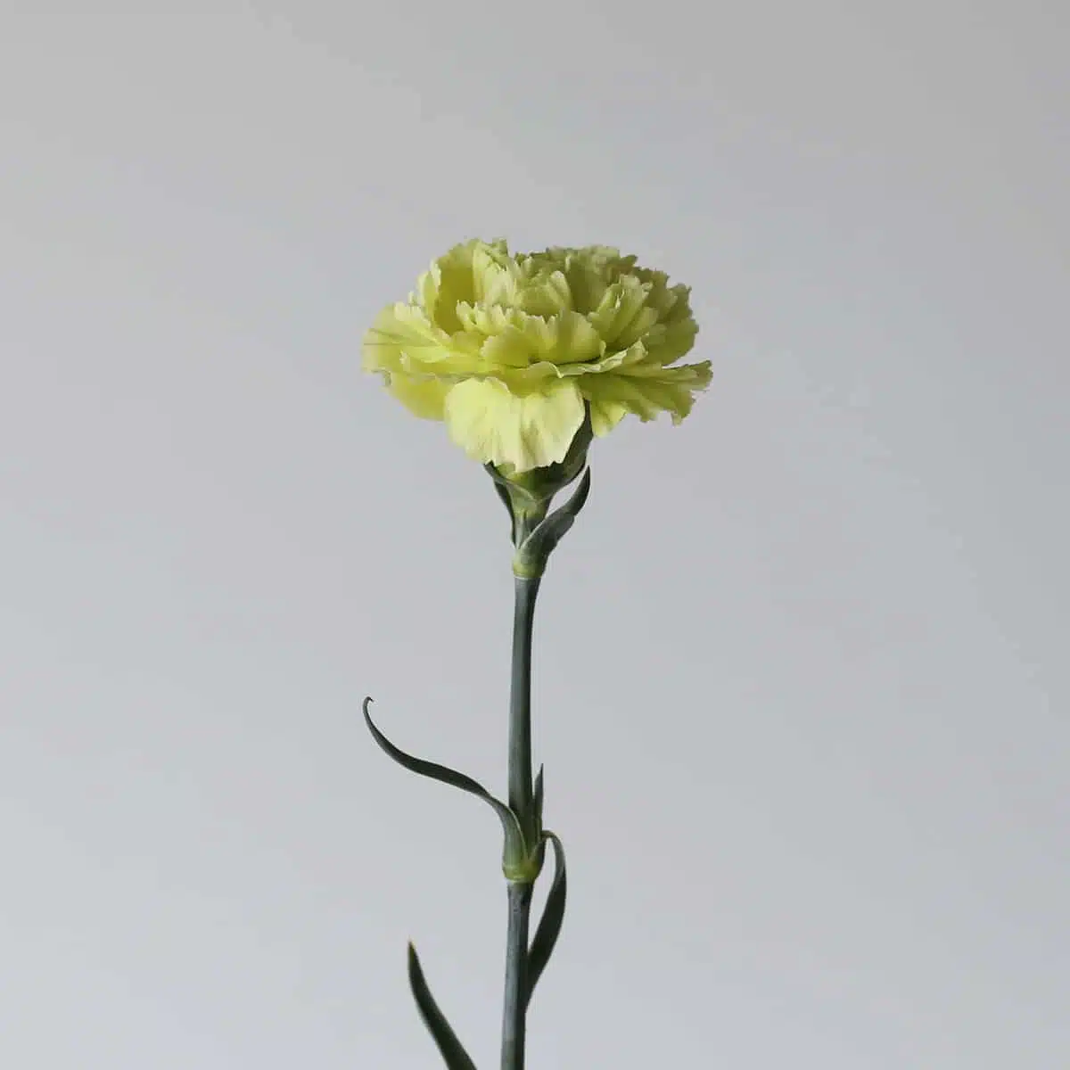 Green Carnations