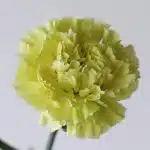 Green Carnations