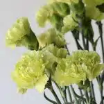 Green Carnations