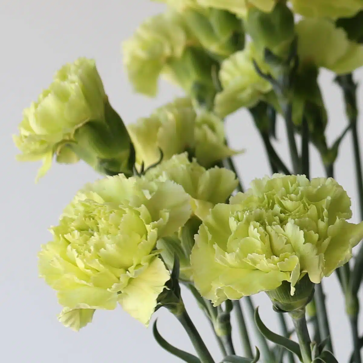 Green Carnations