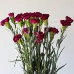 Dark Mauve Carnations