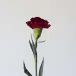 Dark Mauve Carnations