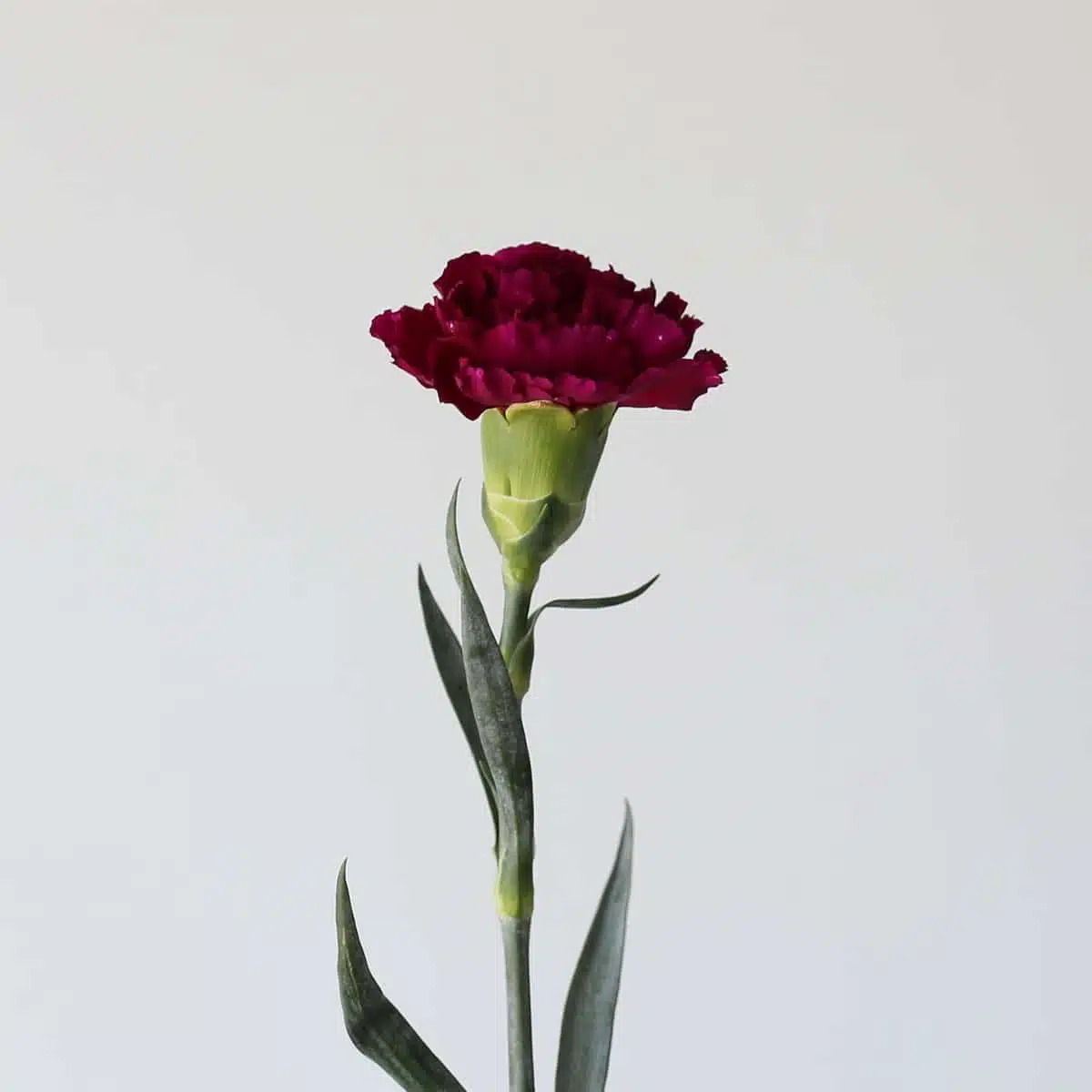 Dark Mauve Carnations
