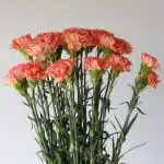 Orange Carnations
