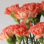 Orange Carnations