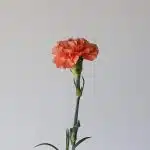 Orange Carnations