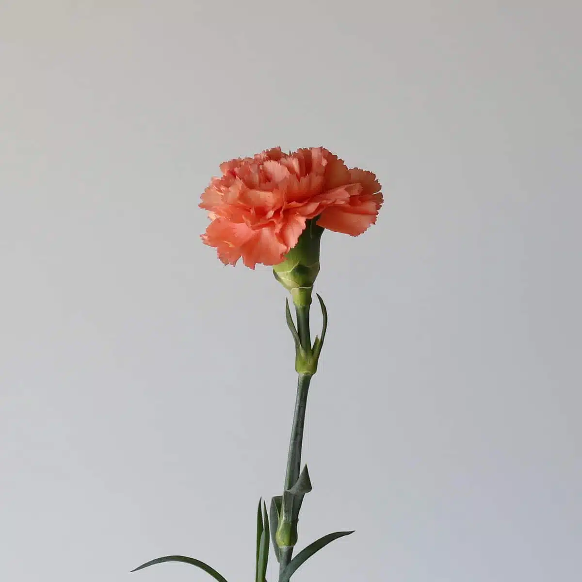 Orange Carnations