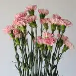 Pink Carnations