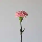 Œillets roses