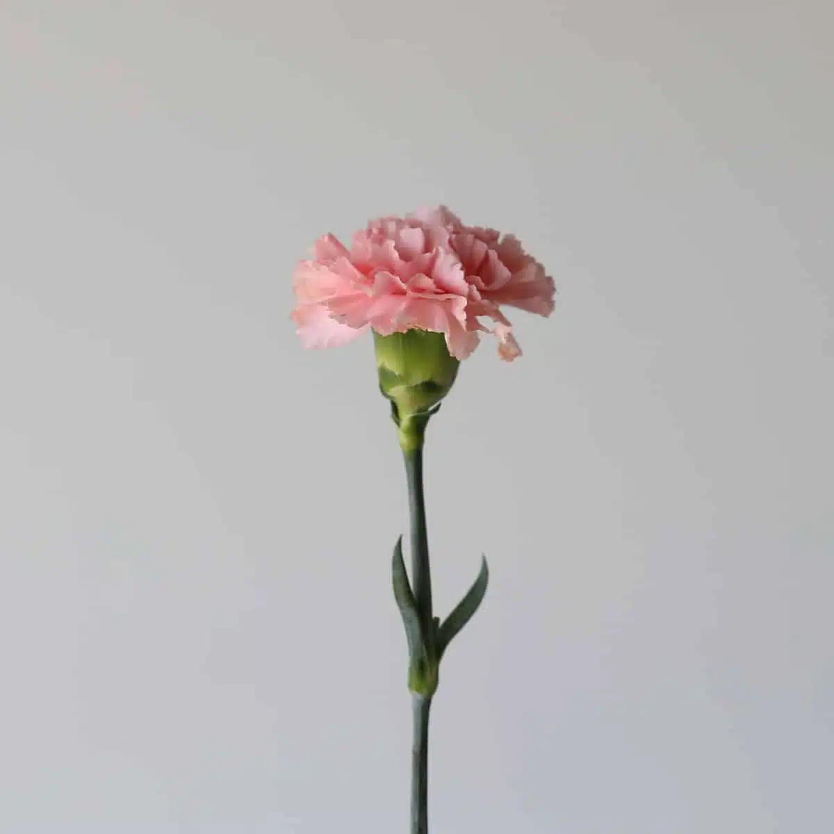 Carnations Pink Bulk DIY Le Bouquet