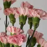 Œillets roses