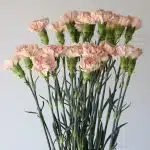 Peach Carnations