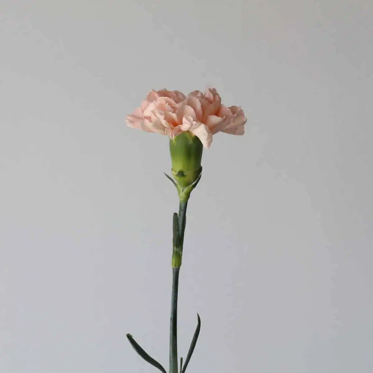 Œillets pêche