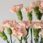 Œillets pêche