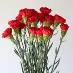Œillets rouges
