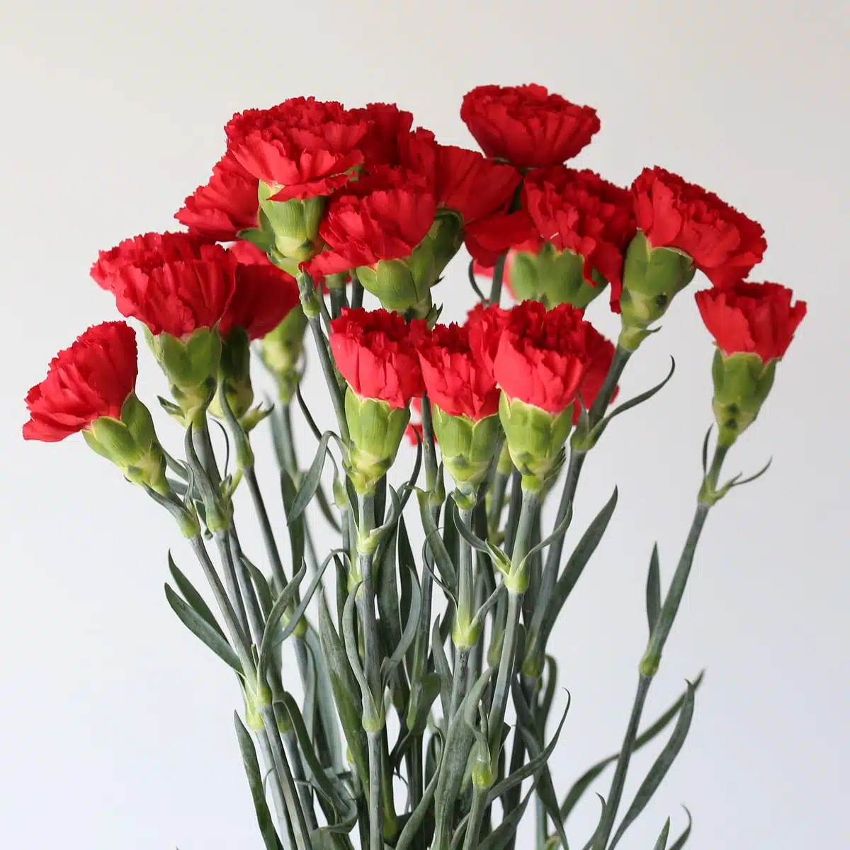 Carnations Red Bulk DIY Le Bouquet