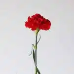 Œillets rouges