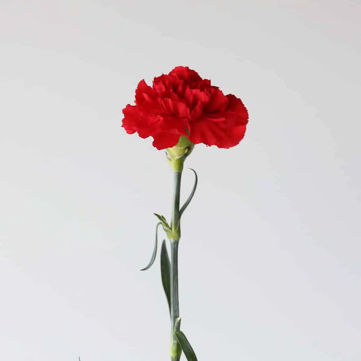 Œillets rouges