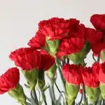 Œillets rouges