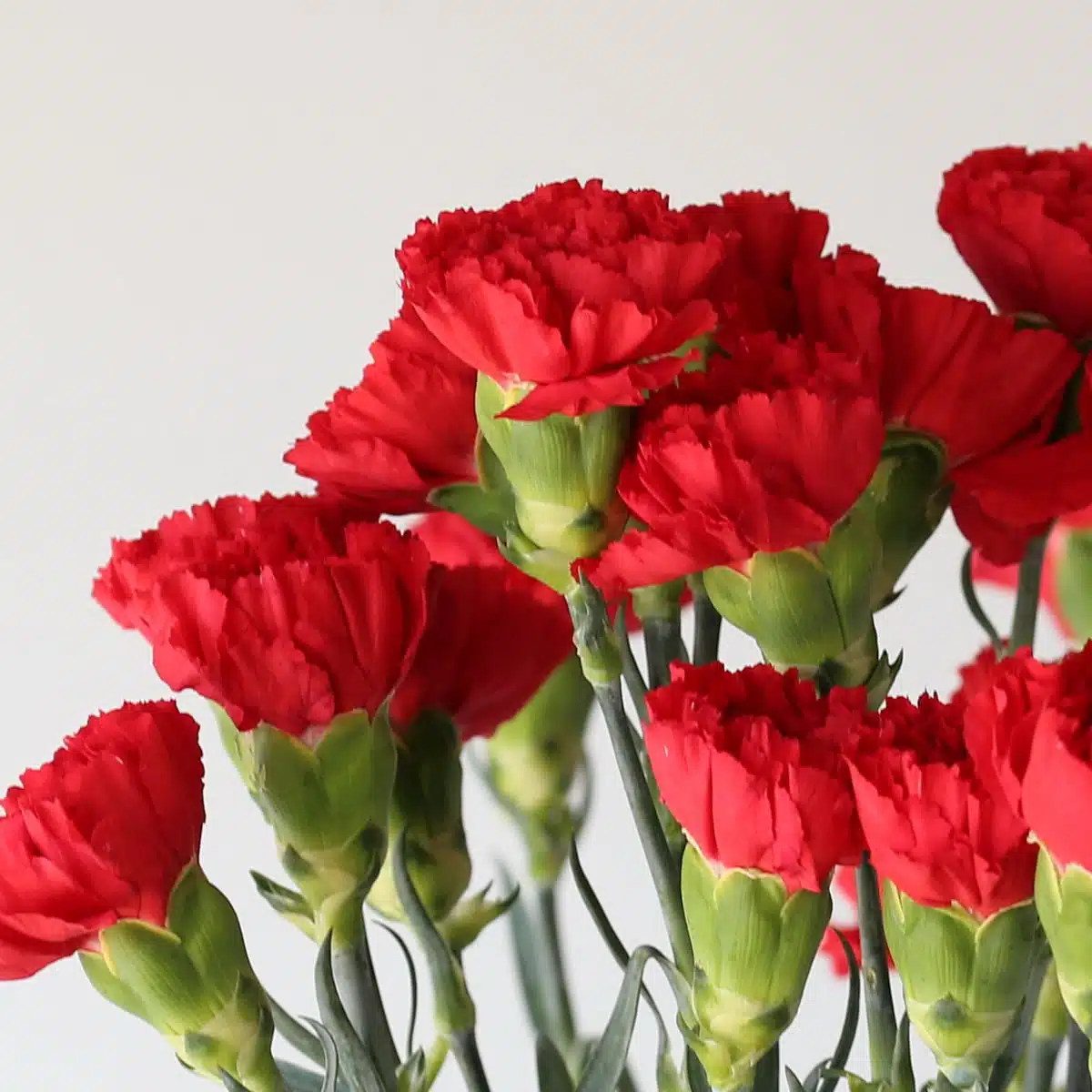 Œillets rouges