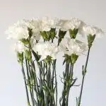 White Carnations