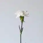 White Carnations