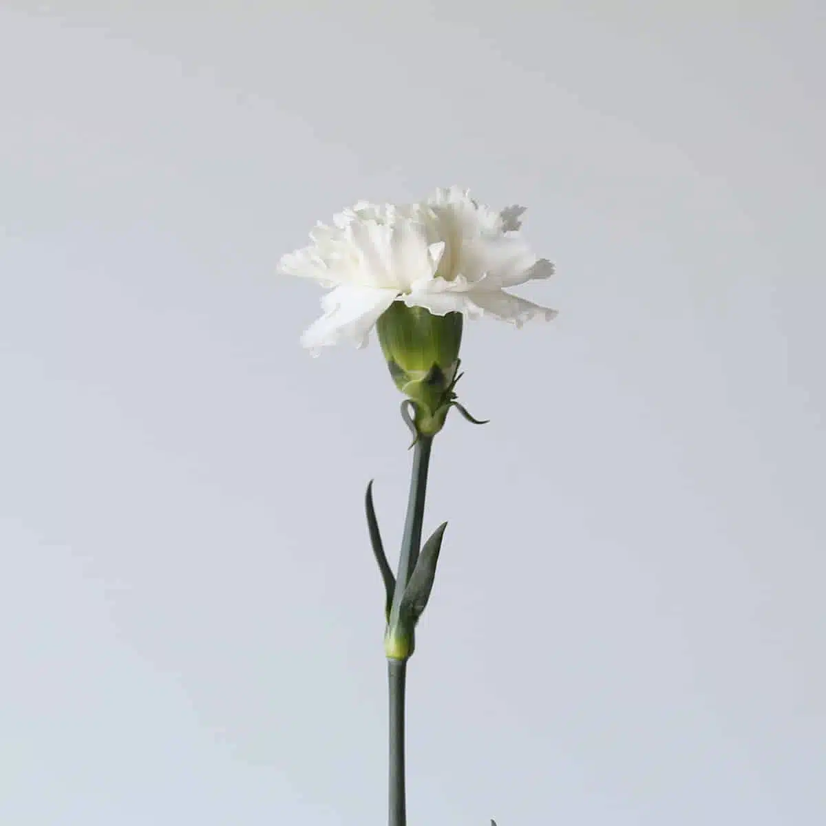White Carnations