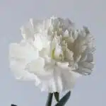 White Carnations