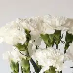 White Carnations