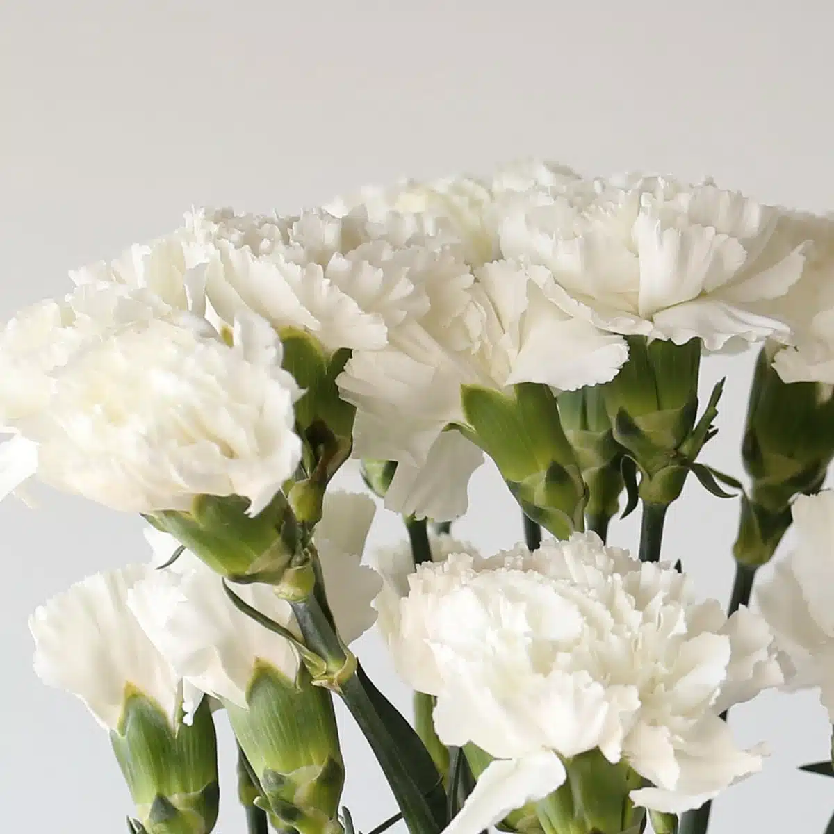 White Carnations
